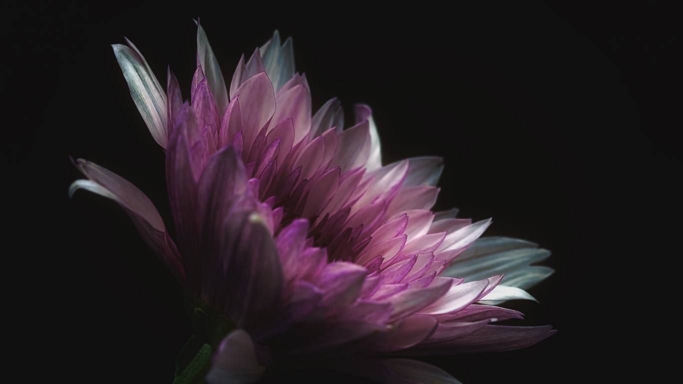 Розовый цветок георгина на черном фоне