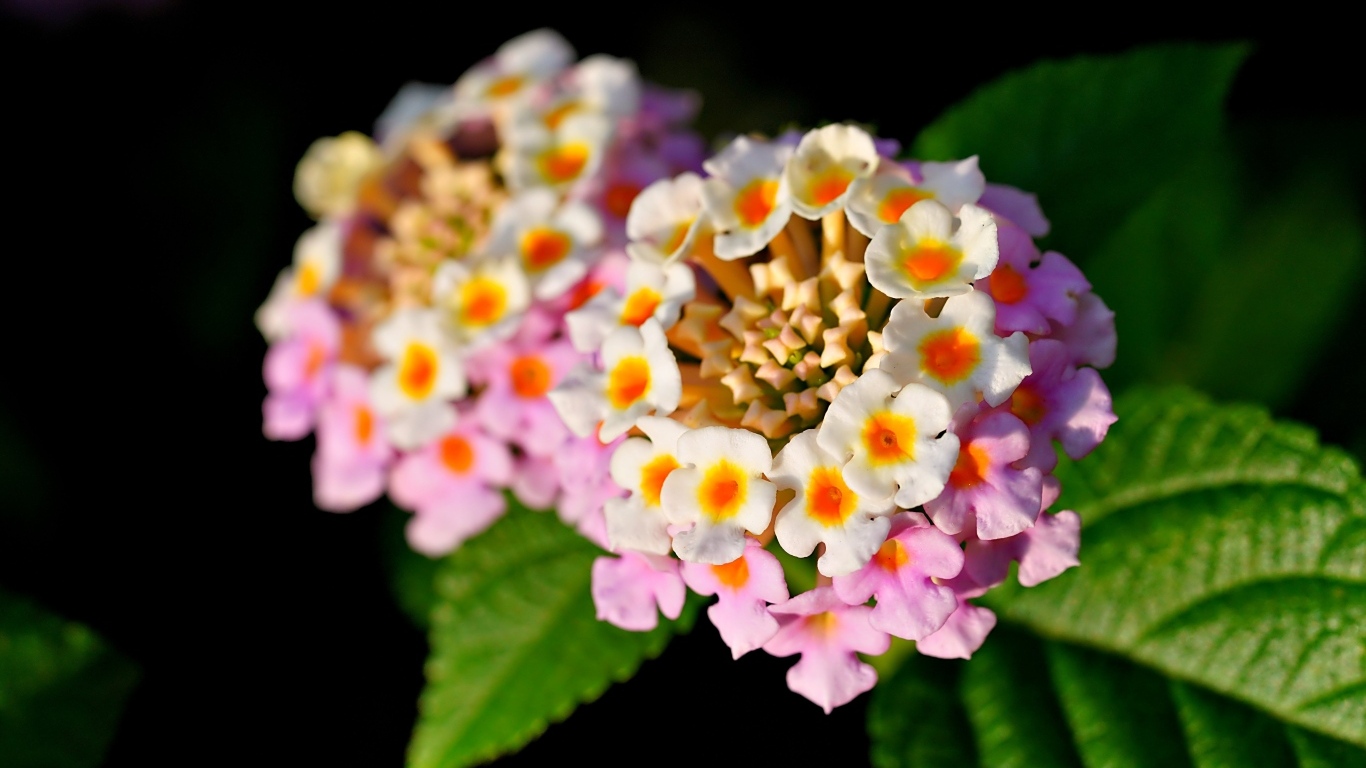 Розовый нежный комнатный цветок лантана