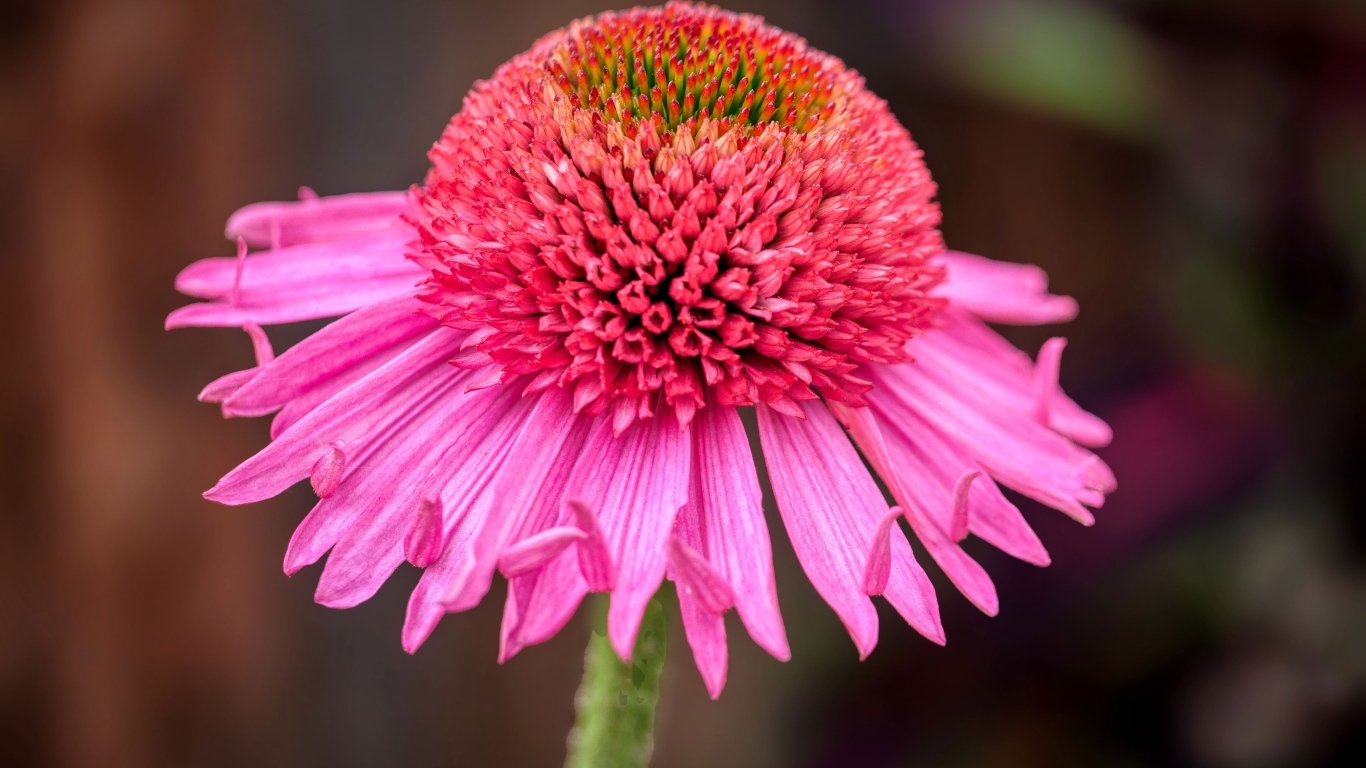 Розовый цветок эхинацеи крупным планом