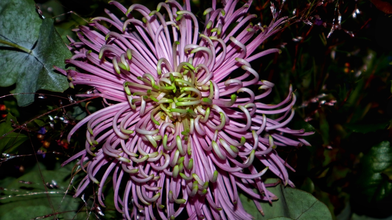 Розовый экзотический цветок крупным планом