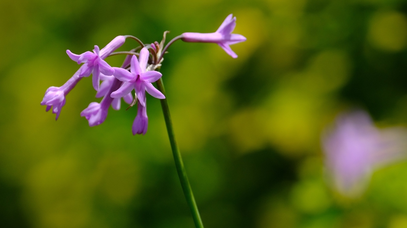 Розовые цветы на ветке растения крупным планом