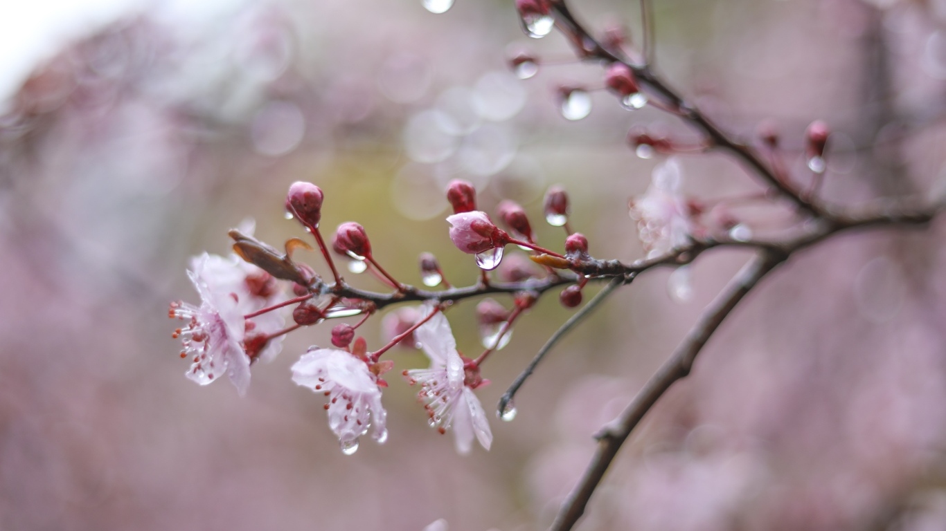 Розовые цветы на ветке дерева в каплях дождя весной