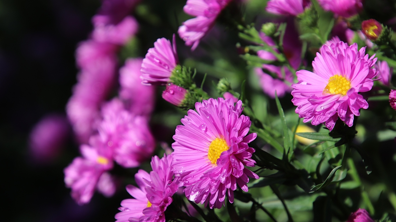 Розовые садовые астры крупным планом