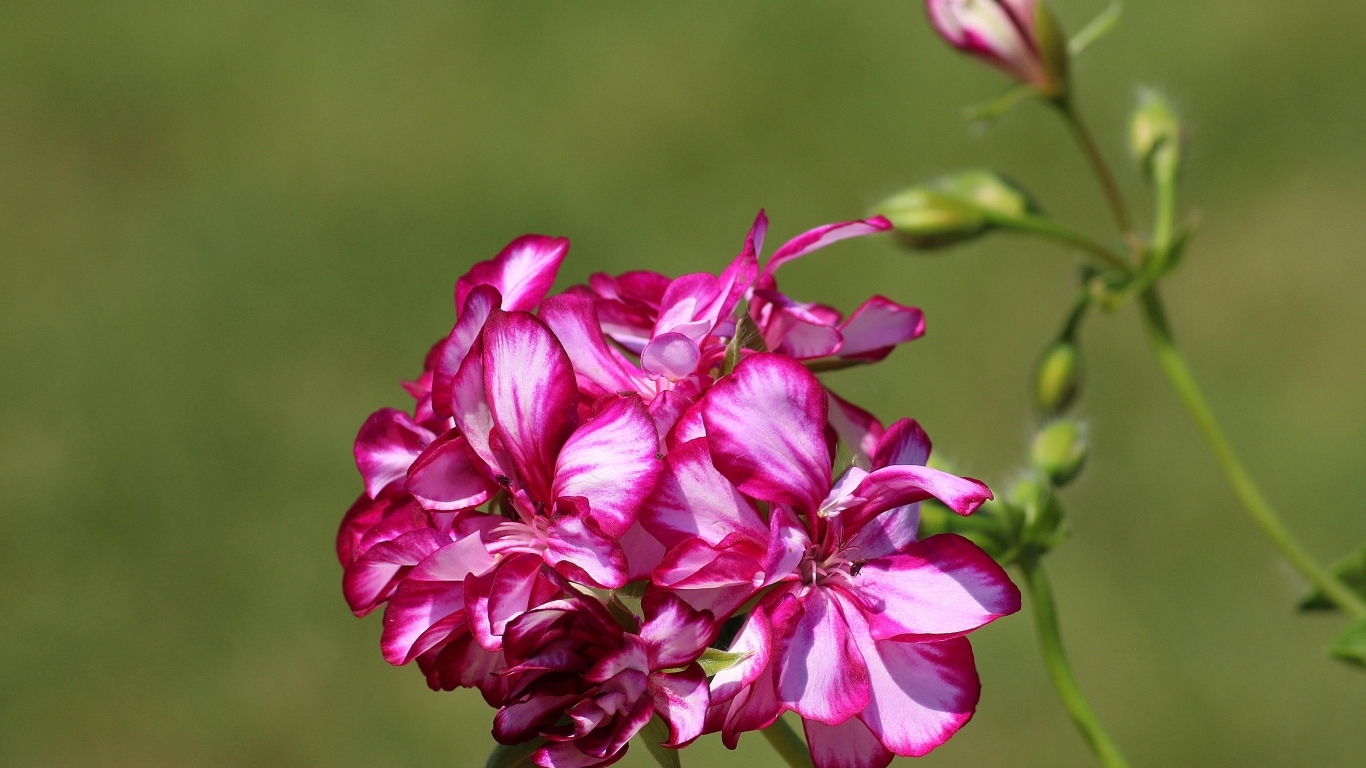 Розовые цветы герани крупным планом