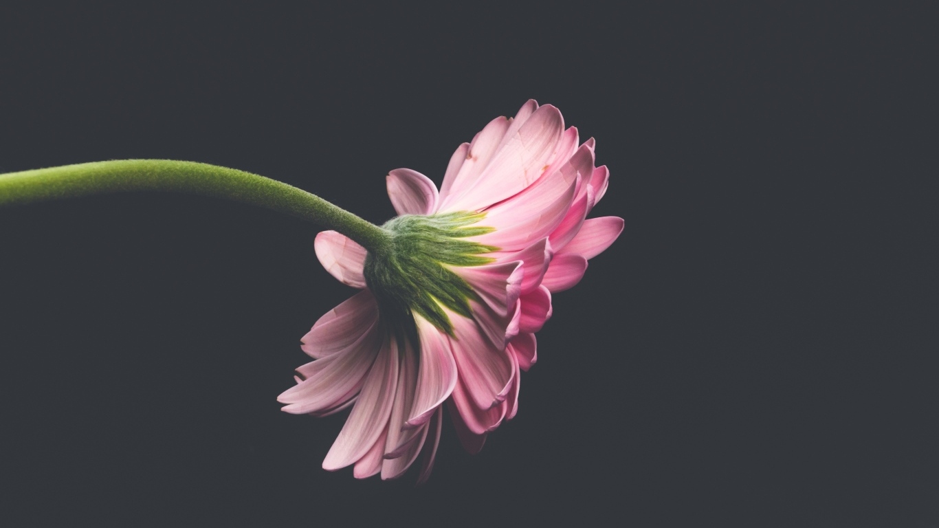 Розовый цветок герберы на сером фоне