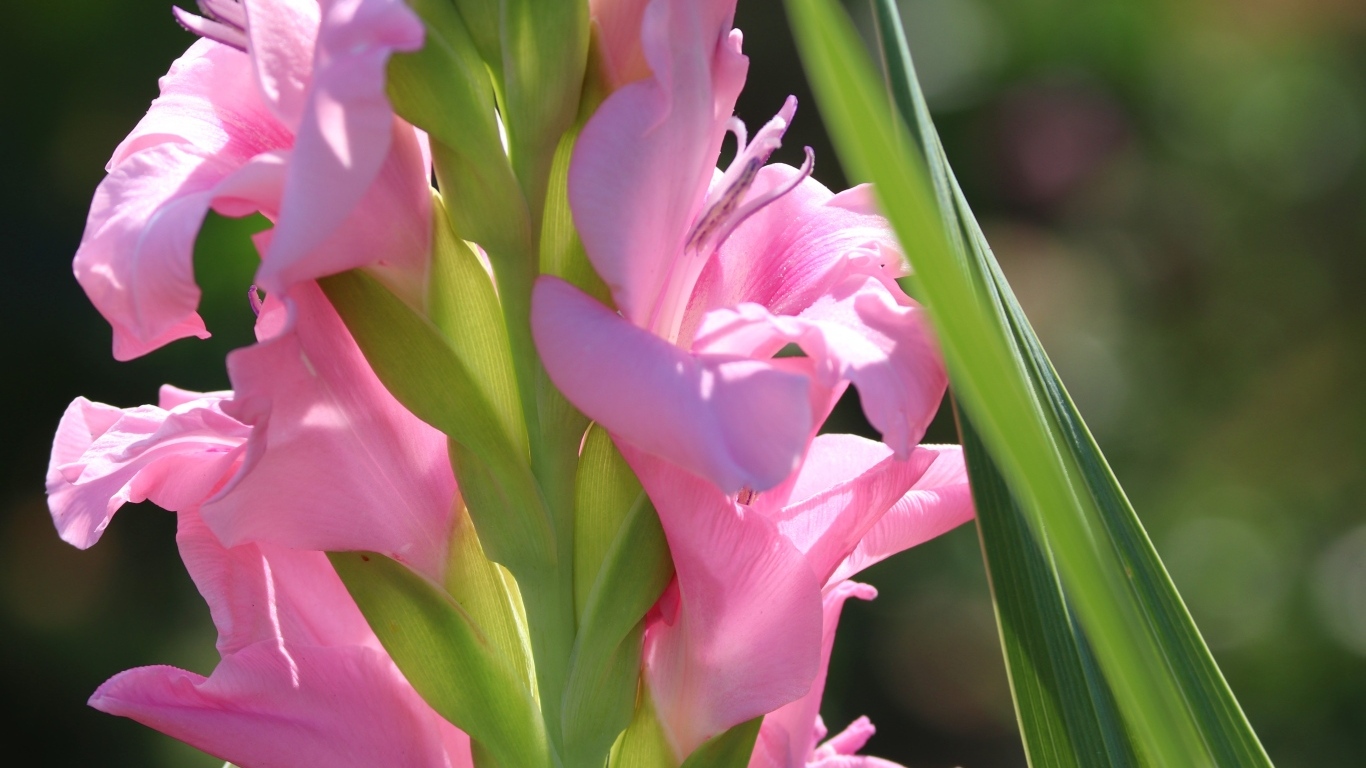 Розовые гладиолусы  с зелеными листьями крупным планом