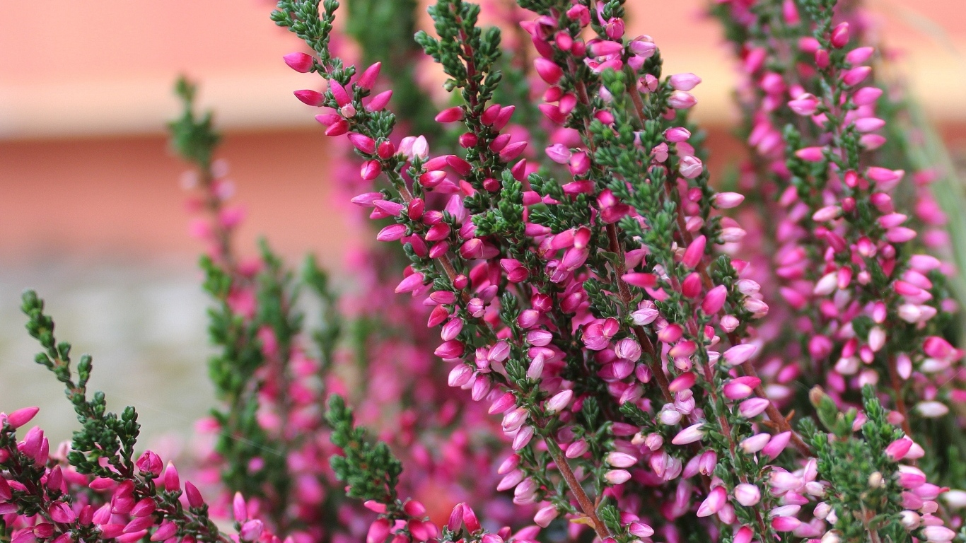 Розовые цветы вереска крупным планом