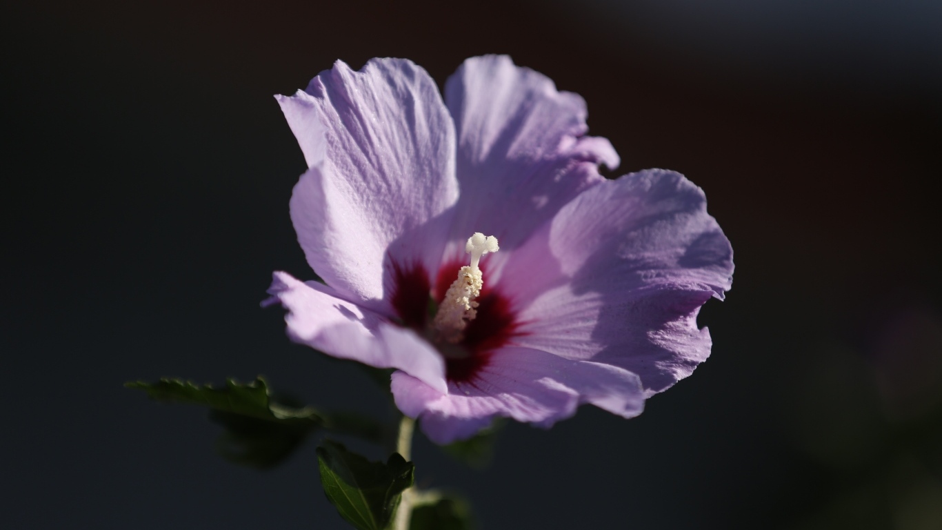 Розовый цветок гибискуса крупным планом