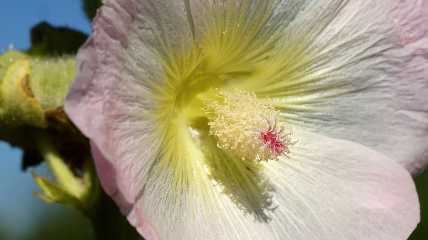 Розовый цветок гибискуса крупным планом