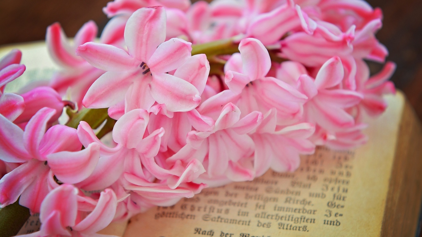 Розовый цветок гиацинта лежит на книге