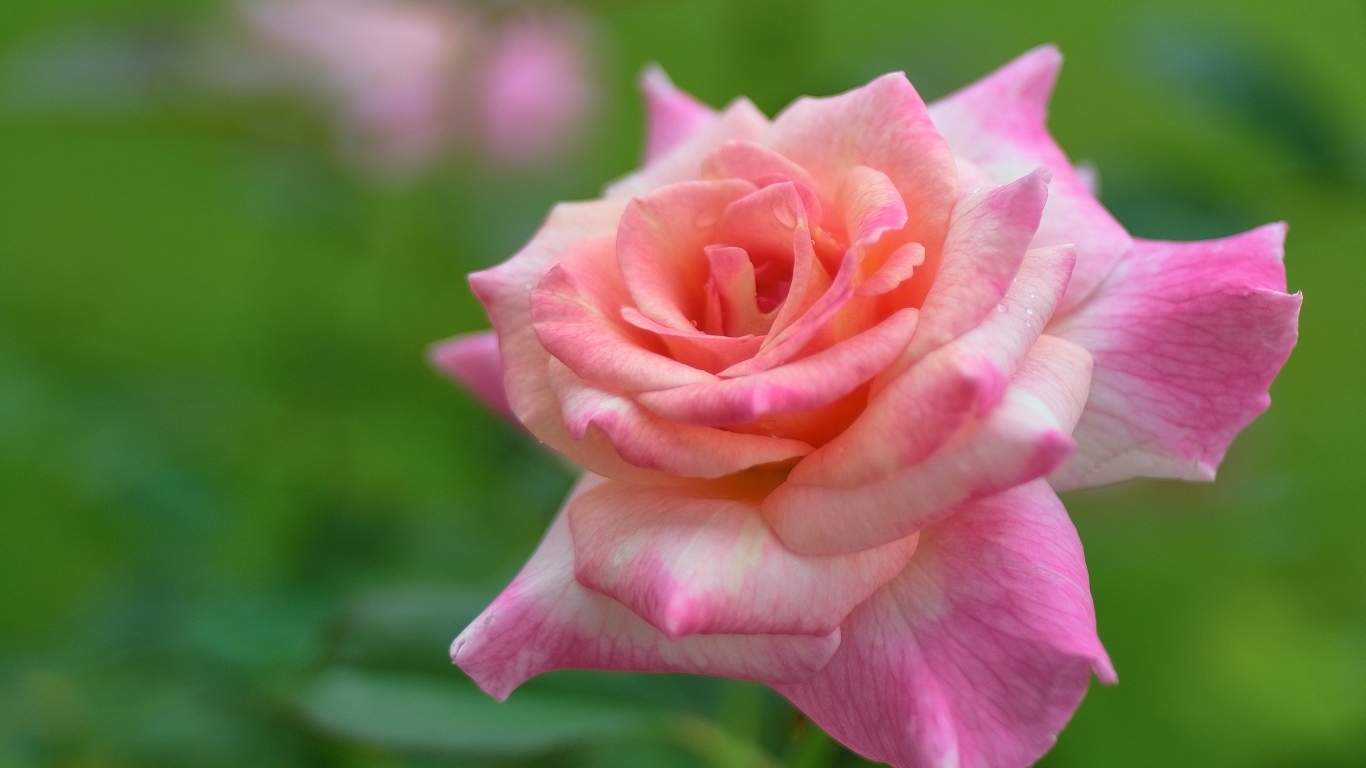 Розовая крупная роза на зеленом фоне