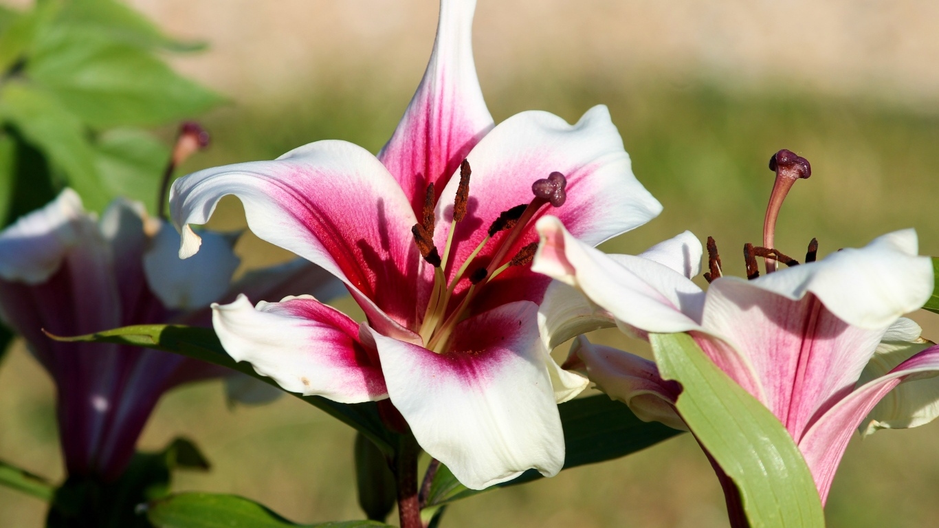 Розовые лилии в саду в лучах солнца