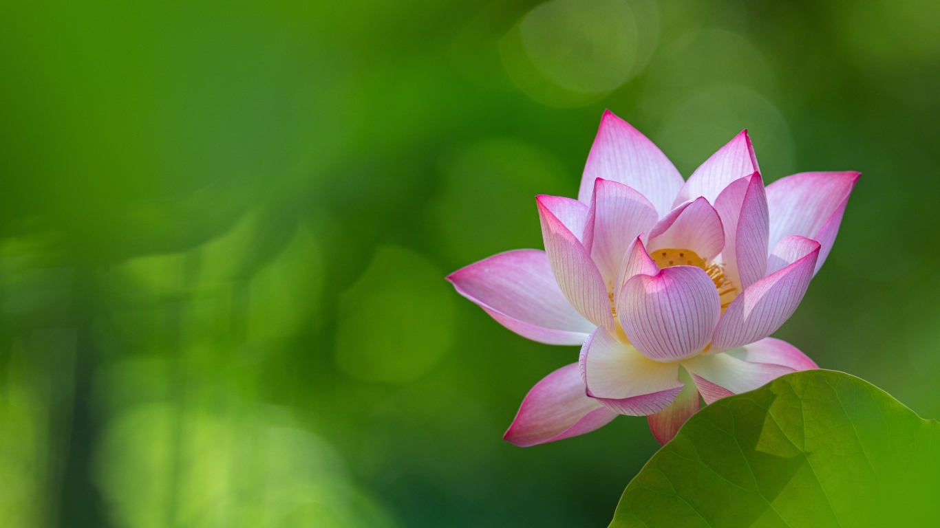 Розовый цветок лотоса на зеленом фоне