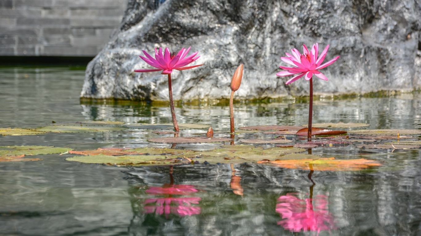 Розовые цветы лотоса отражаются в воде