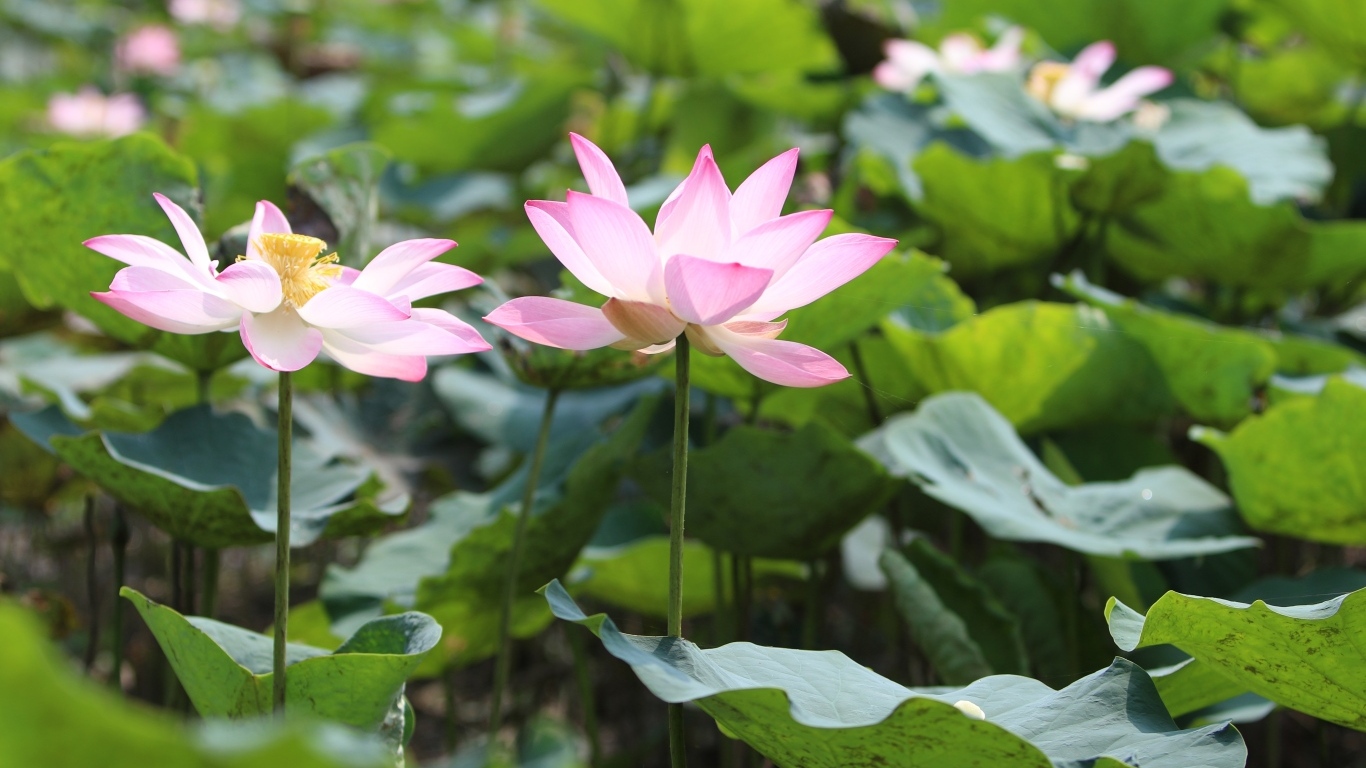 Розовые цветы лотоса с большими зелеными листьями в пруду