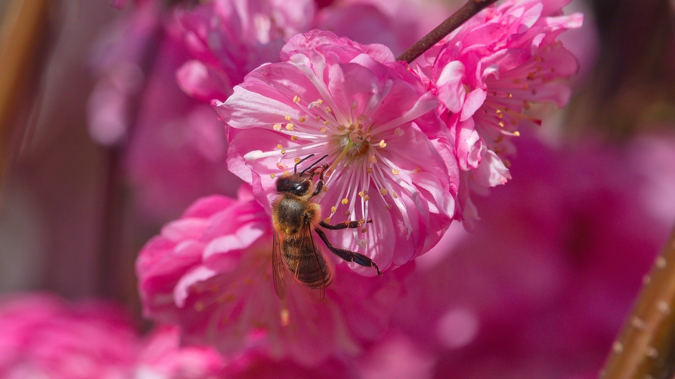 Розовый цветок луизеания с пчелой