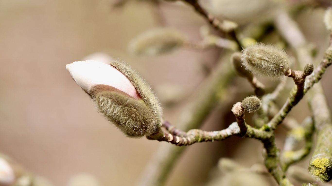 Розовый цветок магнолии распускается на ветке