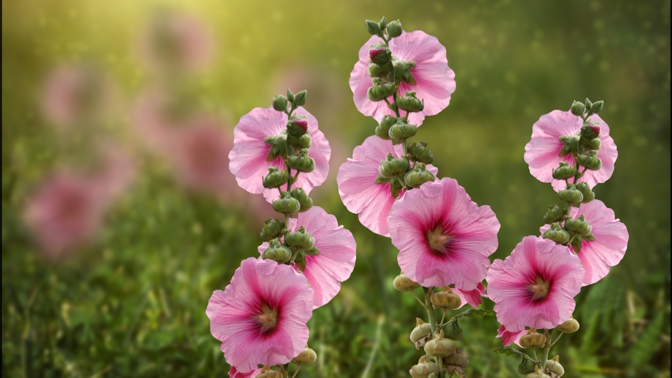 Розовые мальвы в лучах летнего солнца