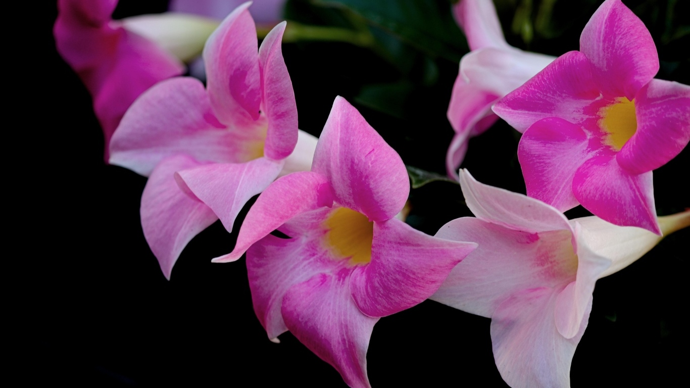 Розовые цветы мандевилла на черном фоне