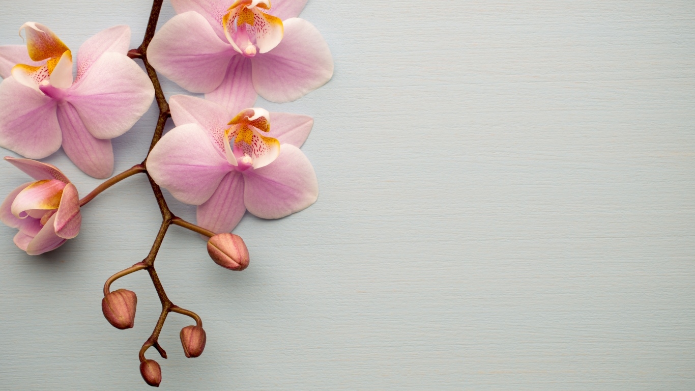 Розовые цветы орхидеи с бутонами на сером фоне