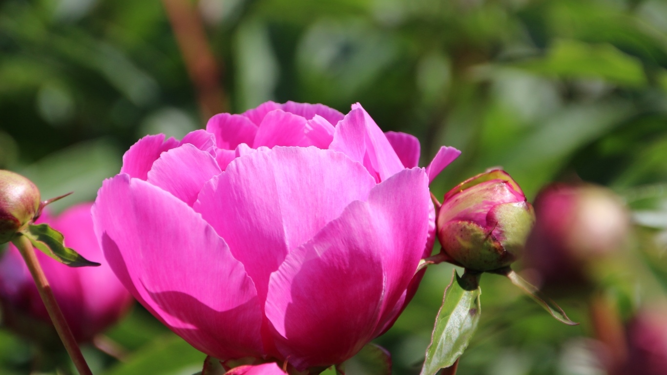 Розовые пионы с бутонами на клумбе