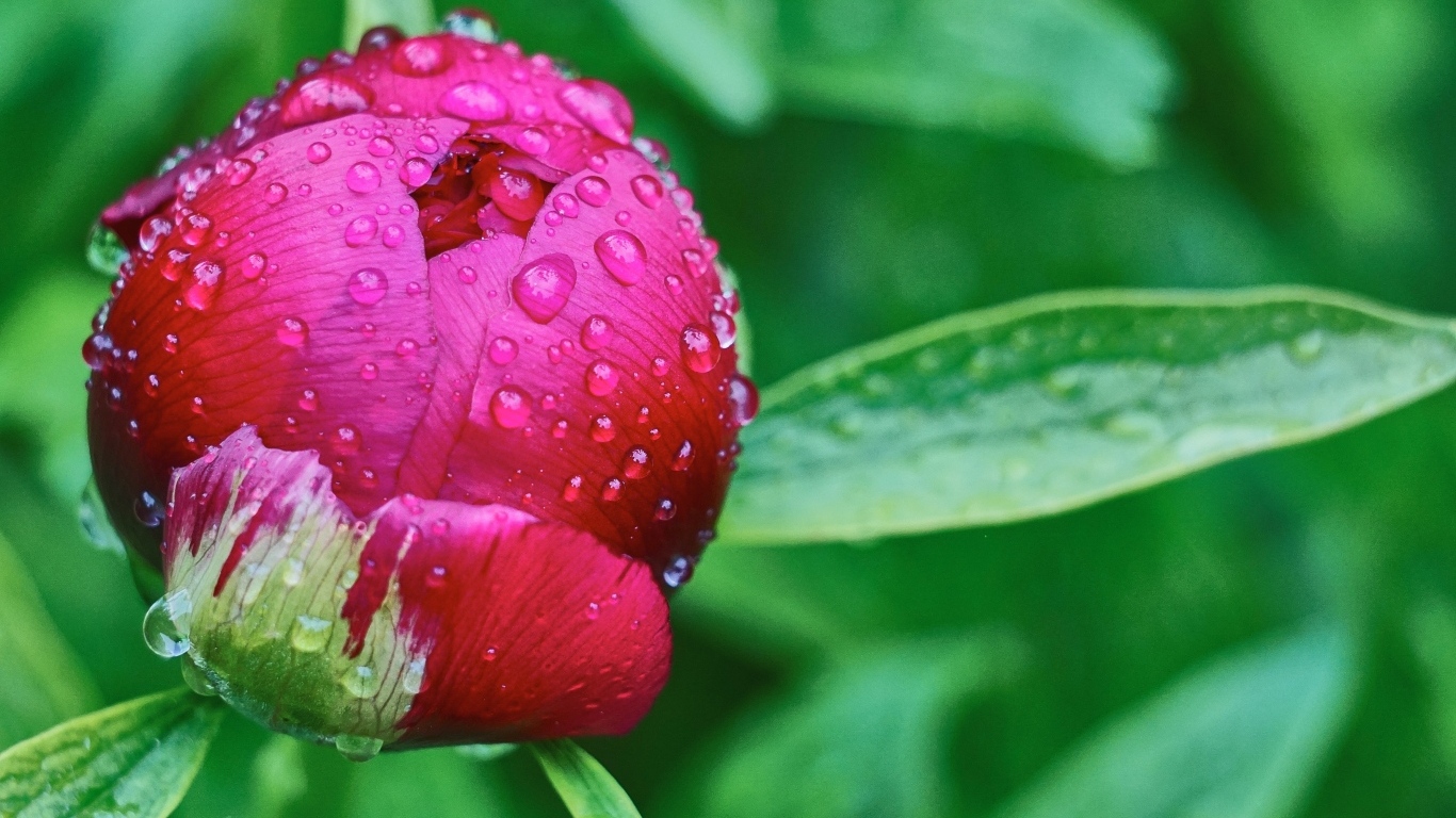 Бутон розового пиона в каплях дождя