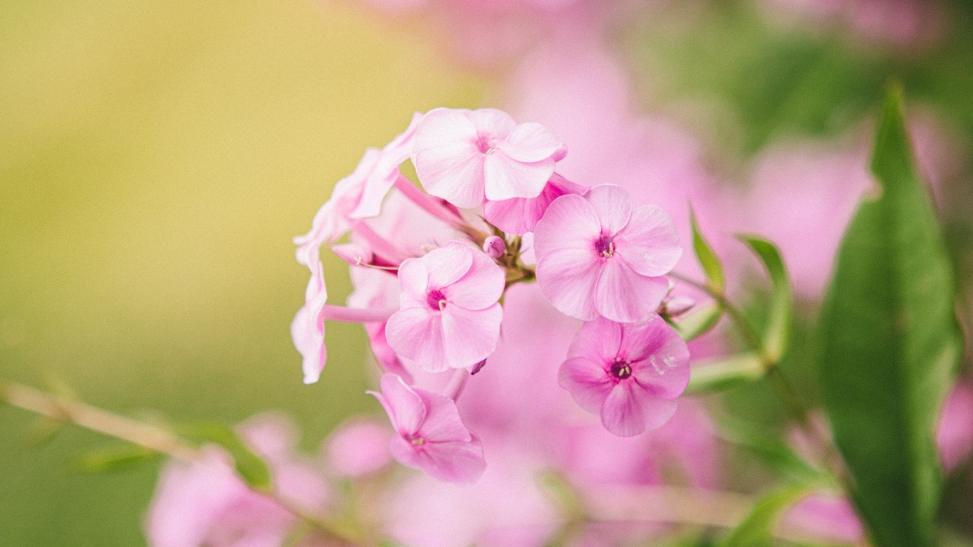 Розовые цветы флокса крупным планом