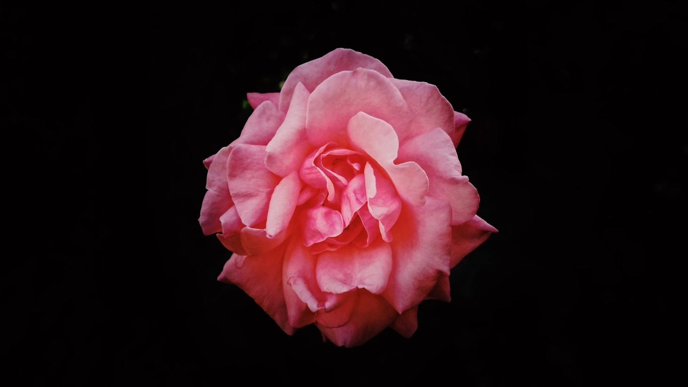 Розовая сорванная роза на черном фоне