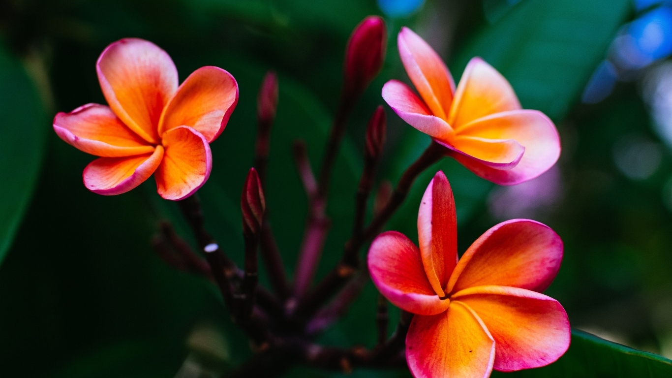 Розовые цветы плюмерии с бутонами