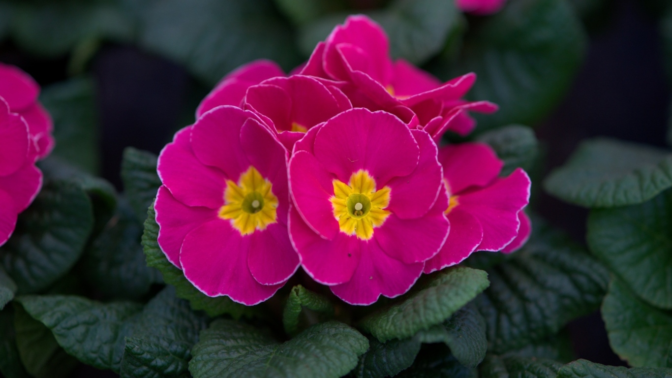 Розовый цветок примулы в горшке