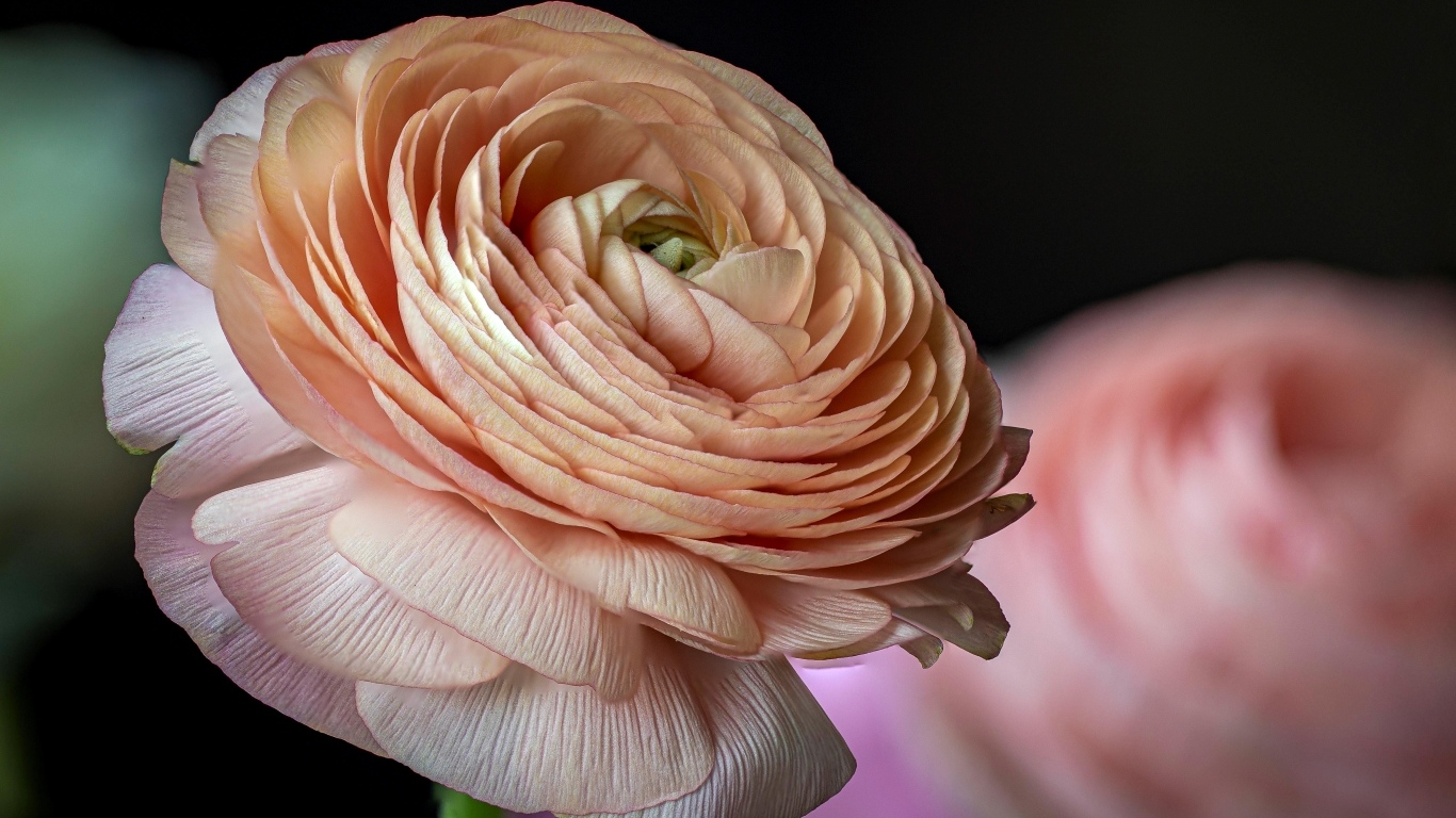 Цветок розового лютика крупным планом