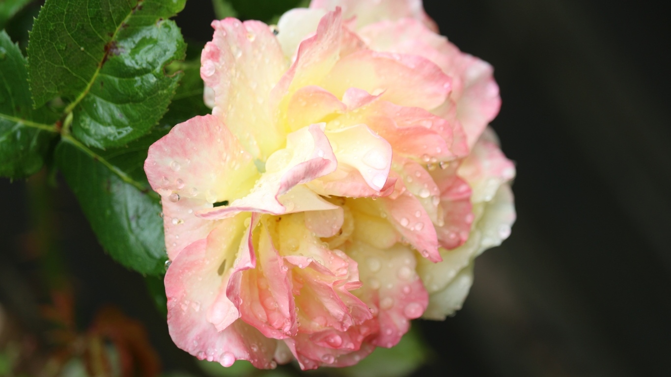 Розовая роза в каплях росы на клумбе