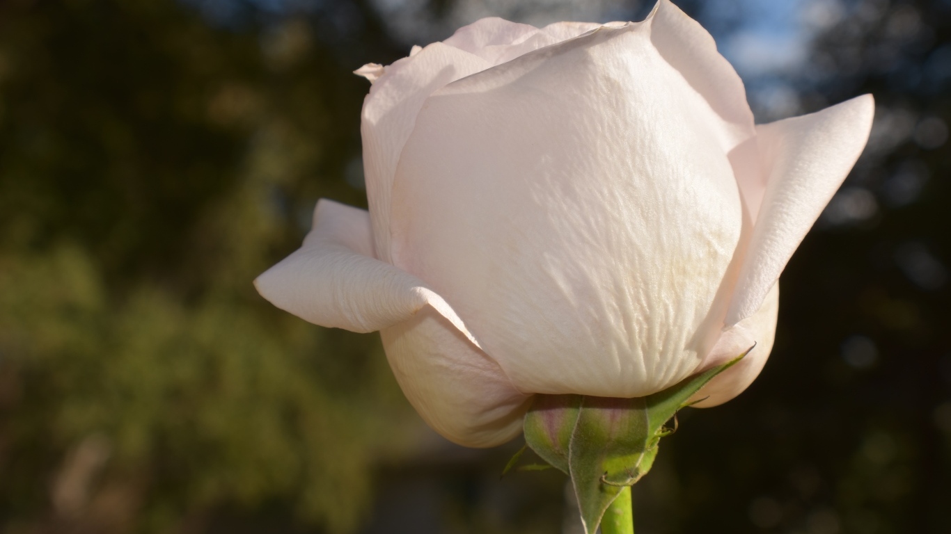 Розовая роза в лучах солнца крупным планом