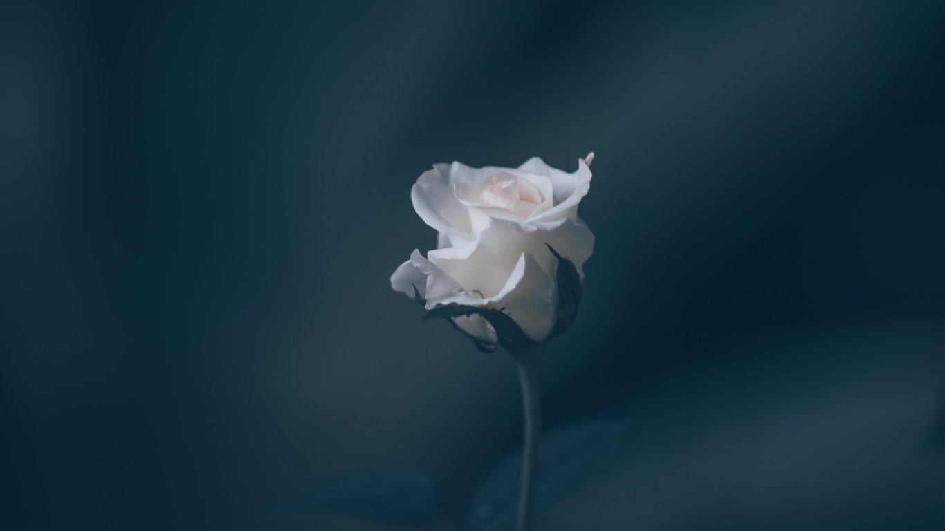 Розовая роза на сером фоне