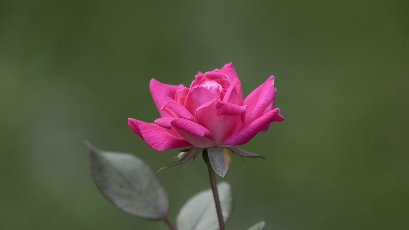 Розовая роза с зелеными листьями крупным планом