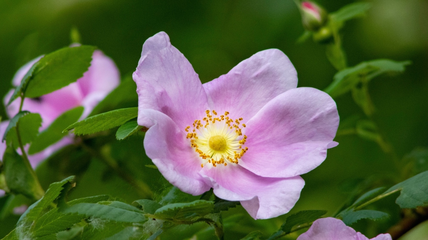 Розовые цветы шиповника крупным планом