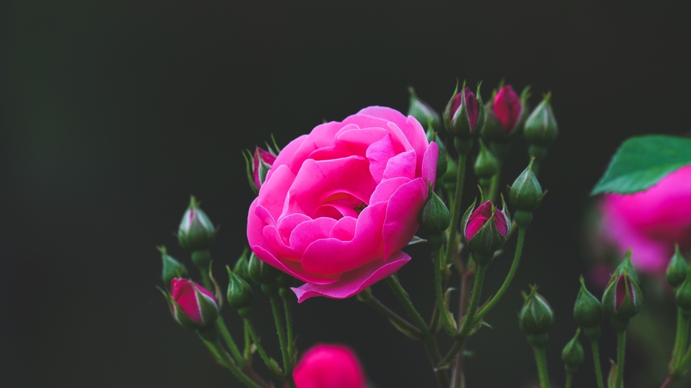 Розовые розы с нераспустившимися бутонами