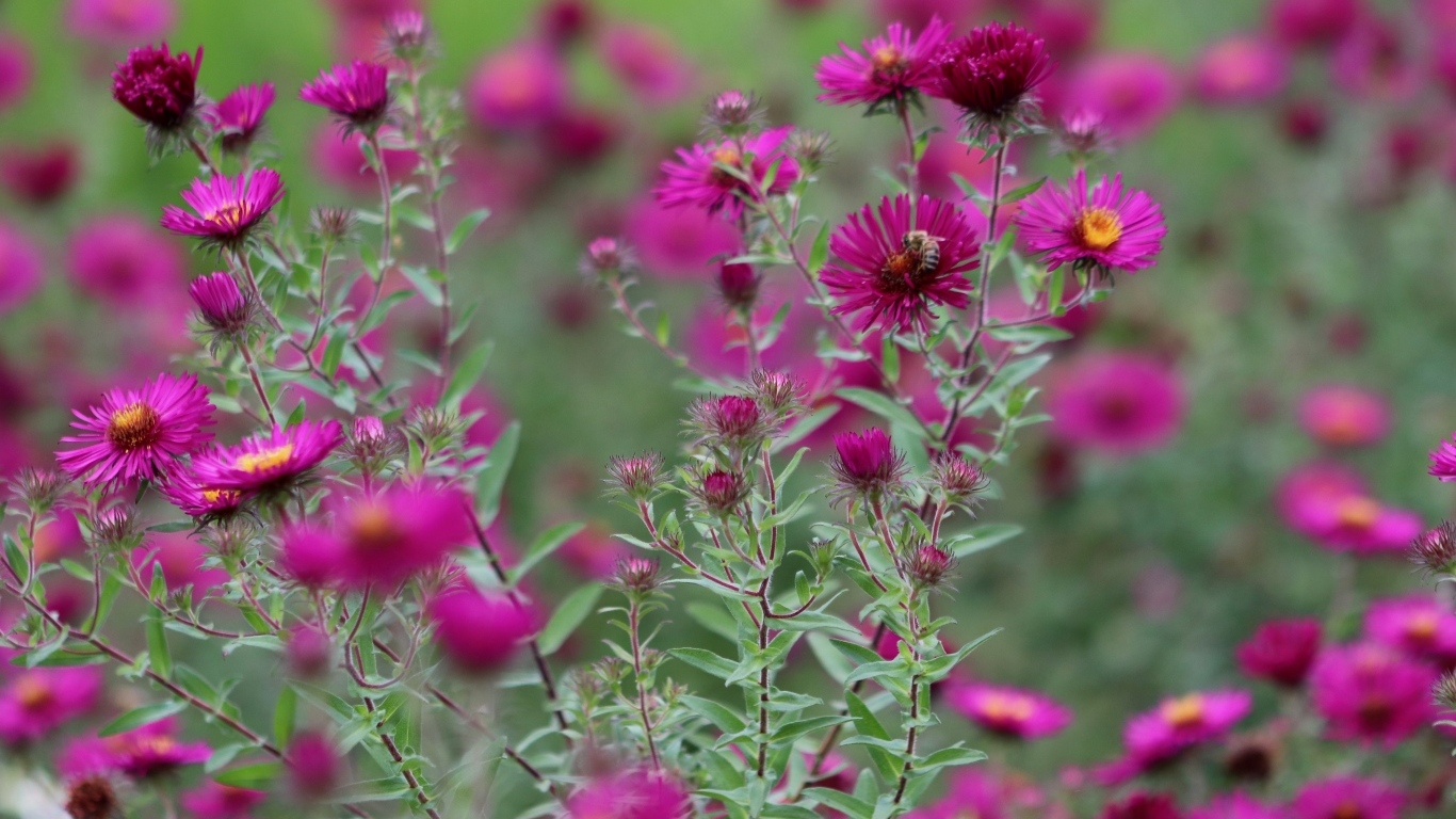 Розовые цветы сентябринка в саду
