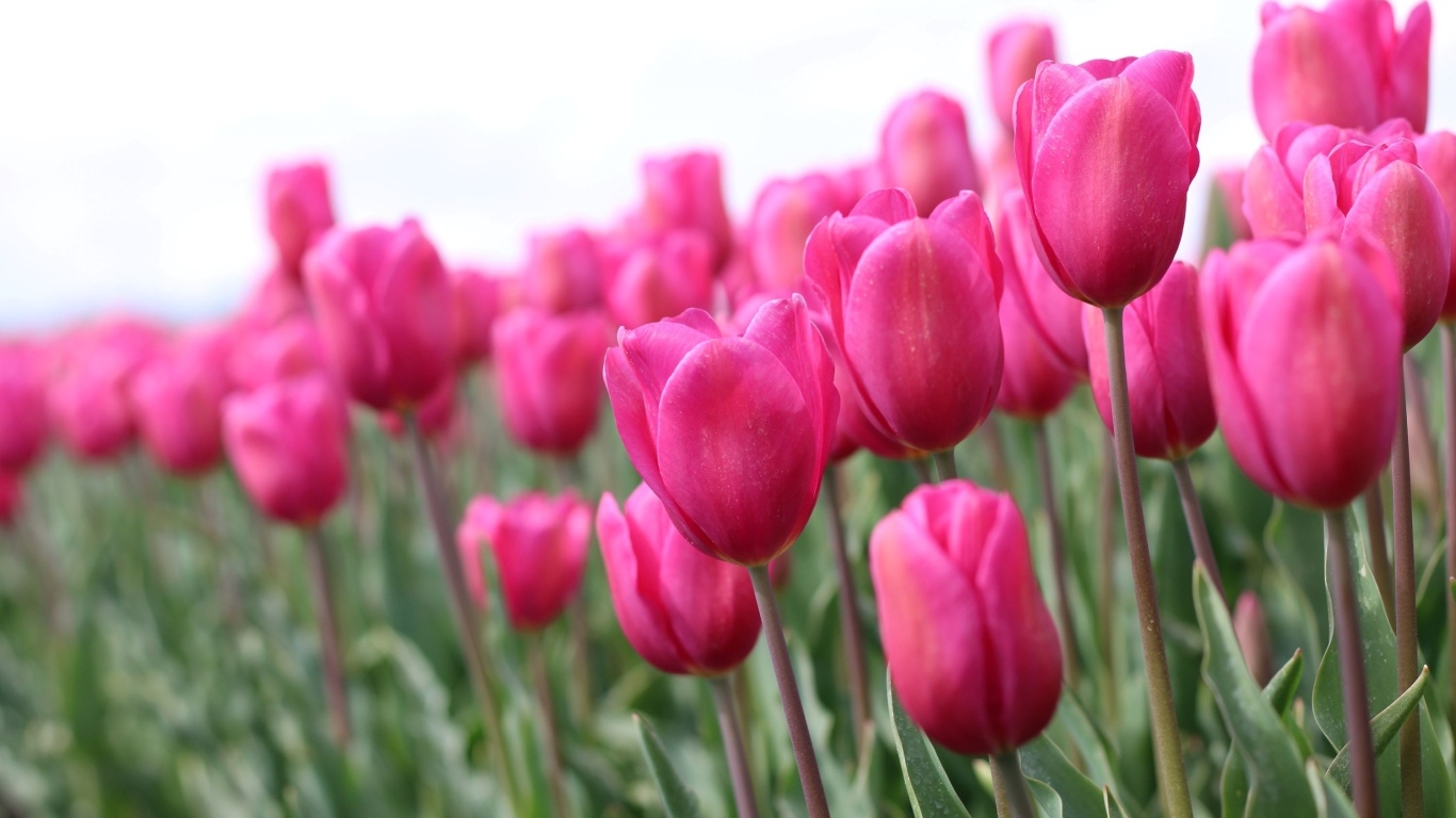 Розовые цветы тюльпана на поле