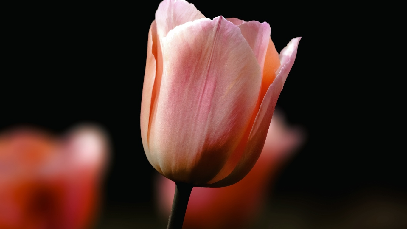 Розовый тюльпан на черном фоне крупным планом