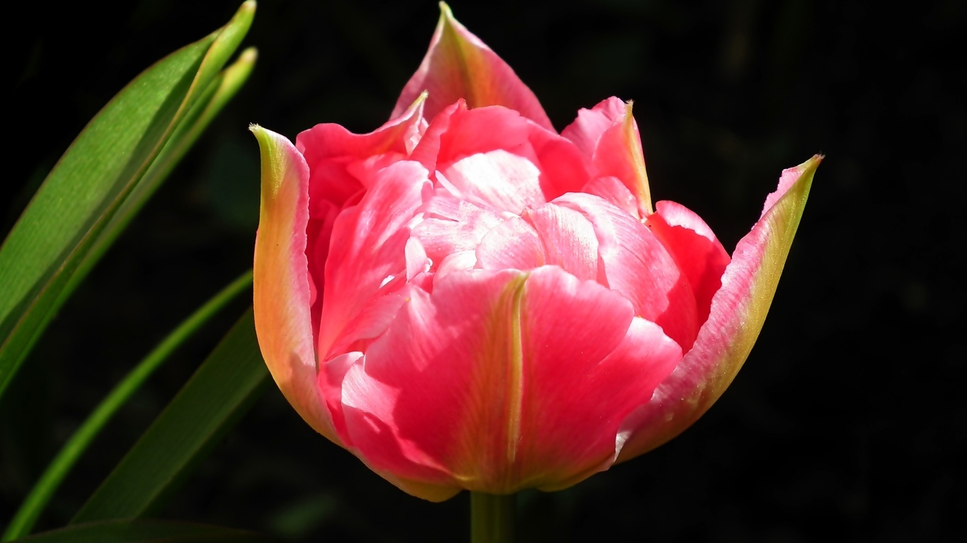 Розовый тюльпан с зелеными листьями на черном фоне