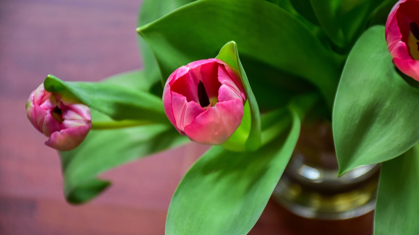Розовые тюльпаны с зелеными листьями в вазе на столе