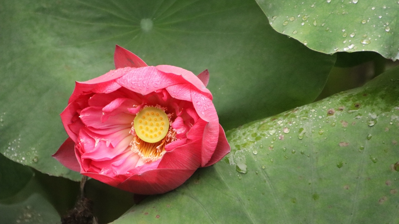 Розовый нераспустившийся цветок лотоса в листьях