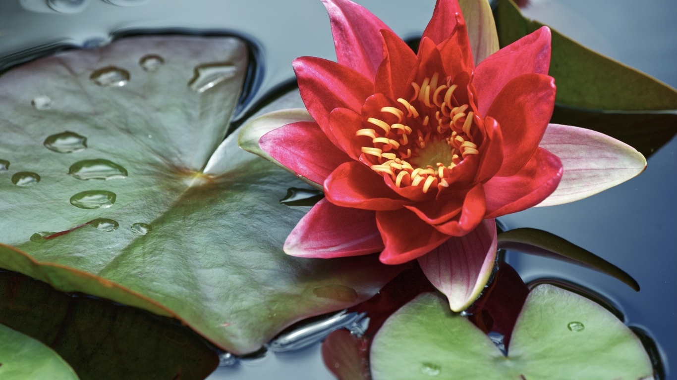 Розовая водяная лилия с большими зелеными листьями в воде