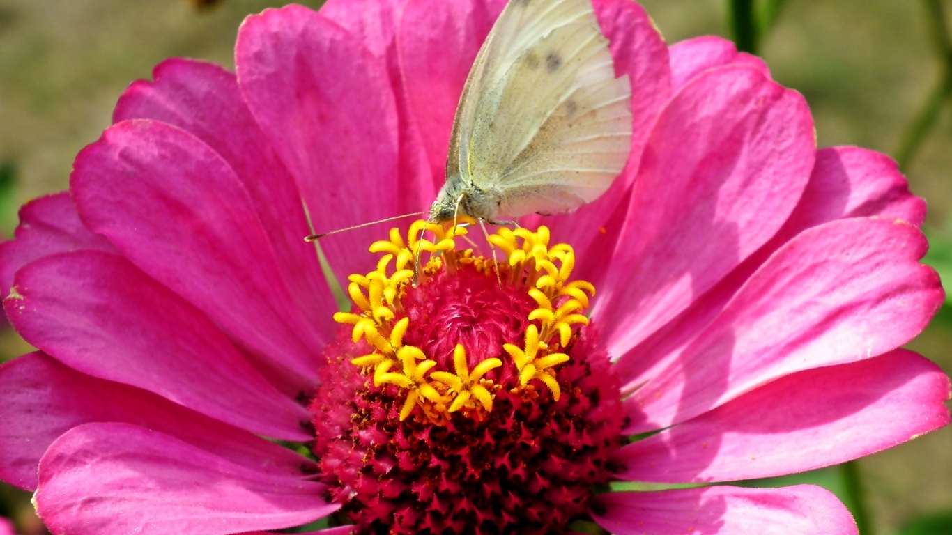 Розовый цветок циннии с бабочкой