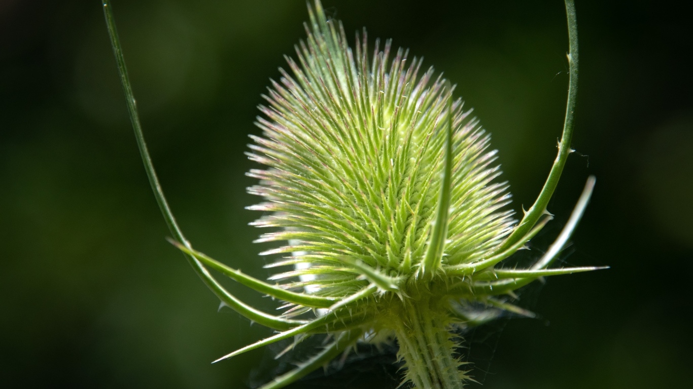 Колючий цветок ворсянка крупным планом