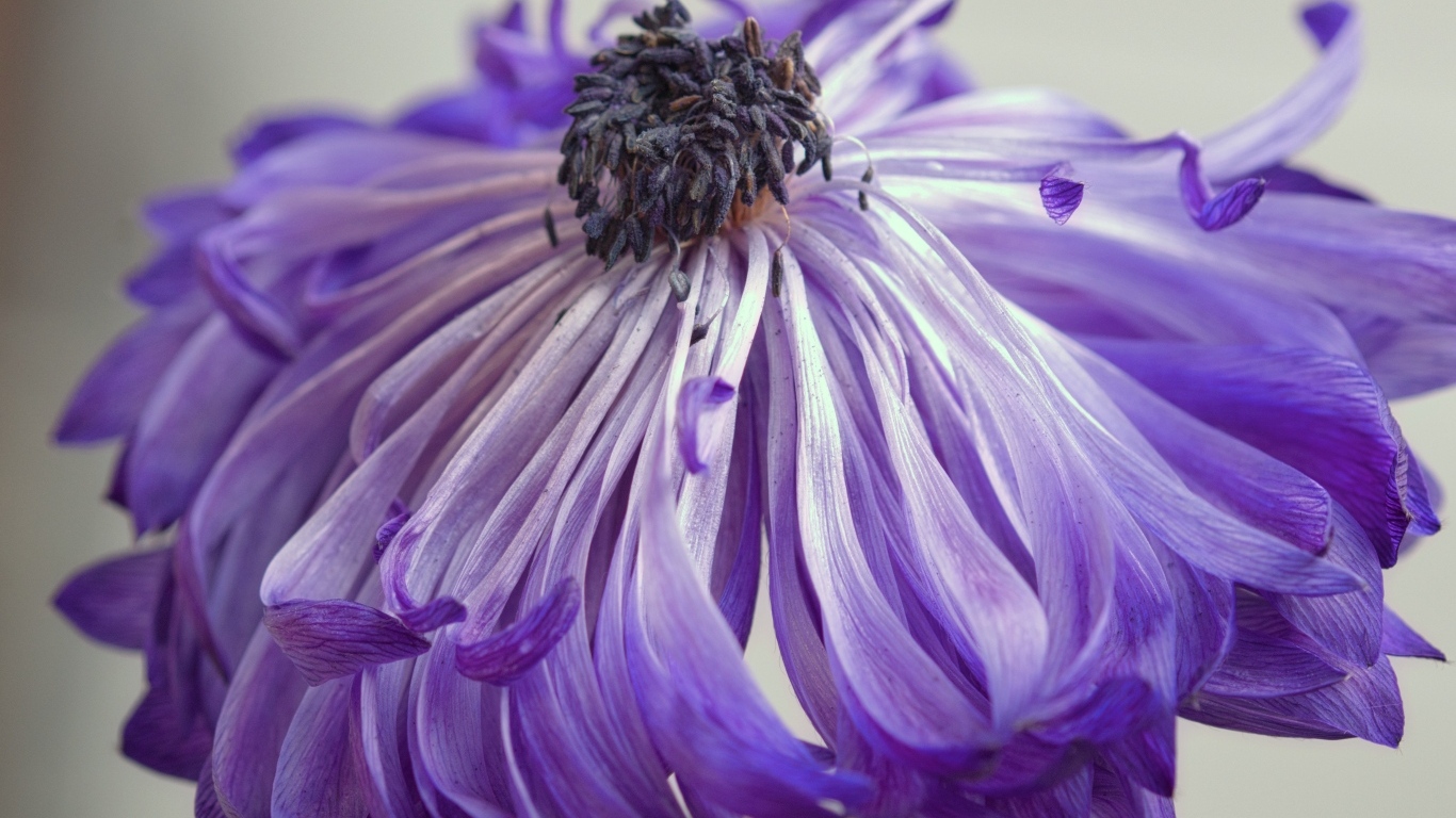 Фиолетовый цветок анемоны крупным планом