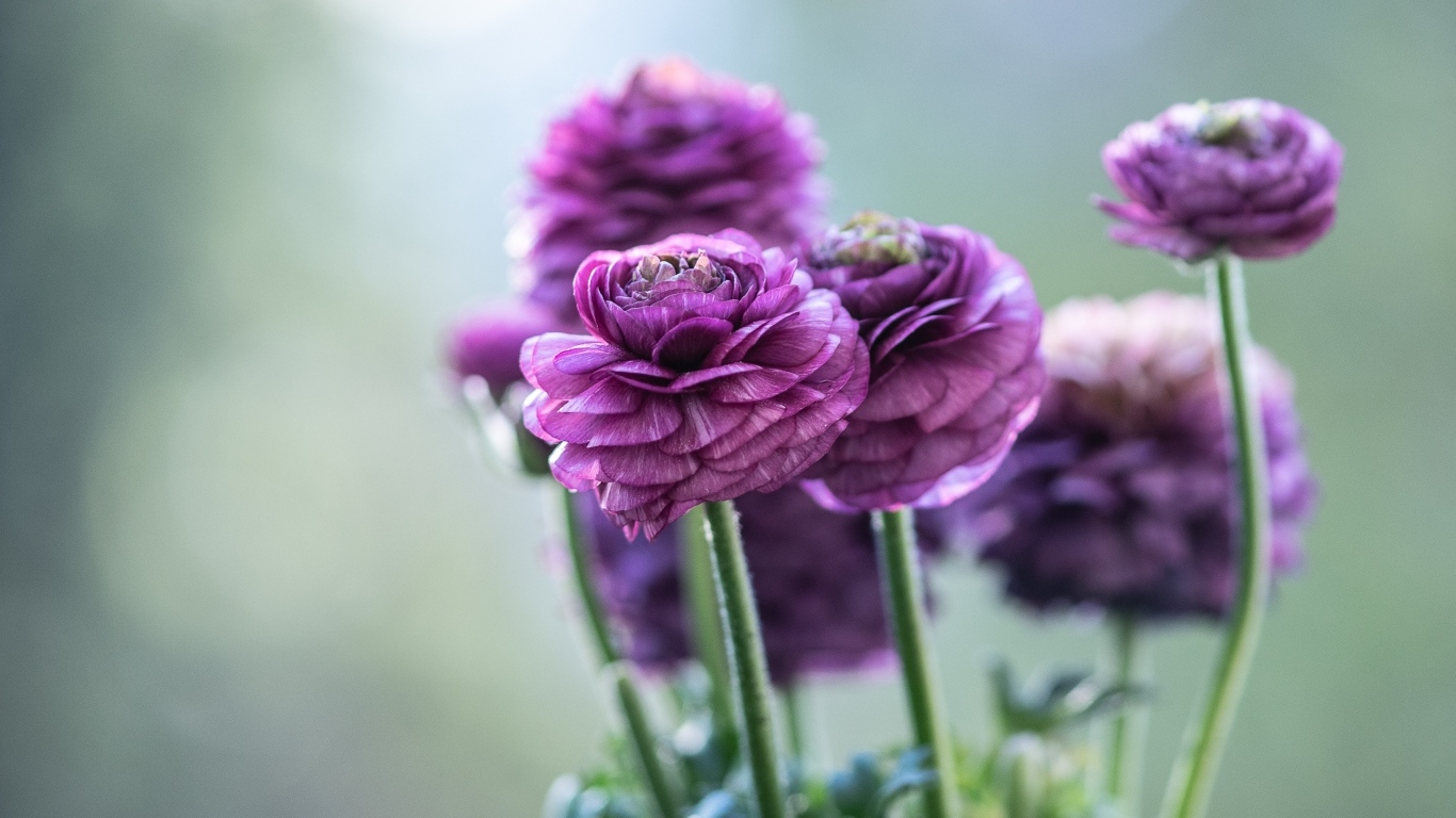 Фиолетовые лютики крупным планом