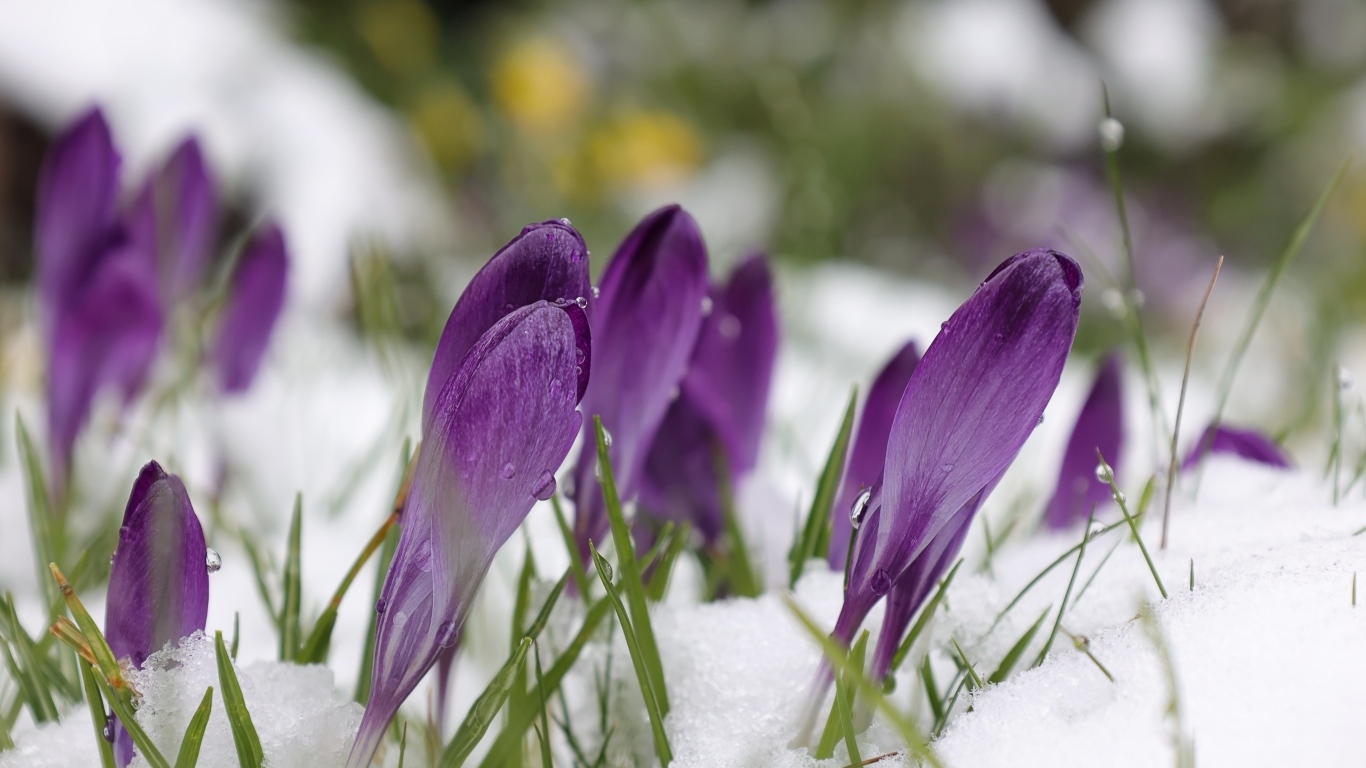Фиолетовые крокусы в белом холодном снегу весной