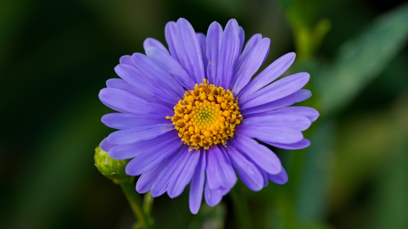 Фиолетовый цветок садовой астры